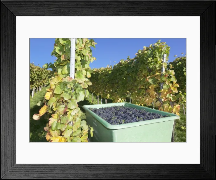 Framed Print : Grape harvest, Esslingen, Baden Wurttemberg, Germany, Europe Framed Print : Grape harvest, Esslingen, Baden Wurttemberg, Germany, Europe