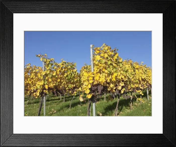 Framed Print : Vineyards in autumn, Esslingen, Baden Wurttemberg, Germany, Europe Framed Print : Vineyards in autumn, Esslingen, Baden Wurttemberg, Germany, Europe