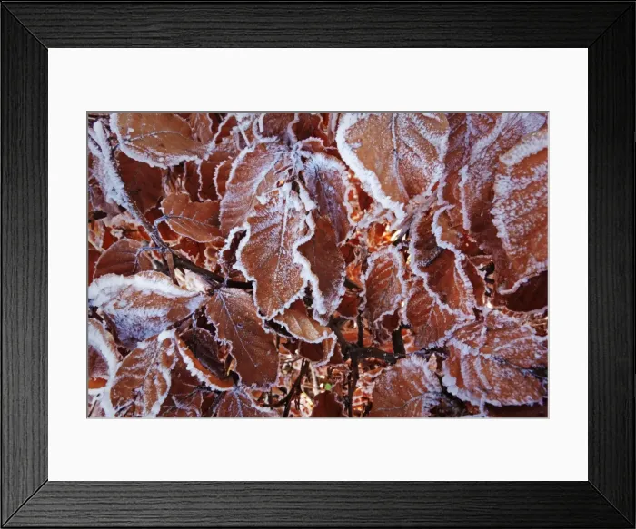 Framed Print : Beech leaves with hoar frost, Swabian Alb, Baden-Wurttemberg, Germany, Europe Framed Print : Beech leaves with hoar frost, Swabian Alb, Baden-Wurttemberg, Germany, Europe
