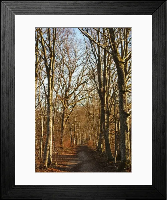 Framed Print : Beech Forest, Swabian Alb, Baden-Wurttemberg, Germany, Europe Framed Print : Beech Forest, Swabian Alb, Baden-Wurttemberg, Germany, Europe
