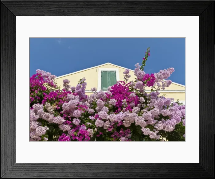Framed Print : Bougainvillea and yellow building with green shutters against blue sky, Fiskardo, Kefalonia (Cephalonia), Ionian Islands, Greece Framed Print : Bougainvillea and yellow building with green shutters against blue sky, Fiskardo, Kefalonia (Cephalonia), Ionian Islands, Greece