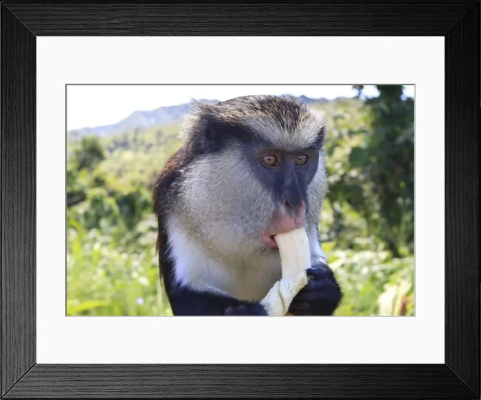 Framed Print : Mona monkey (Cercopithecus mona) eats banana, Grand Etang National Park, Grenada, West Indies, Caribbean, Central America Framed Print : Mona monkey (Cercopithecus mona) eats banana, Grand Etang National Park, Grenada, West Indies, Caribbean, Central America