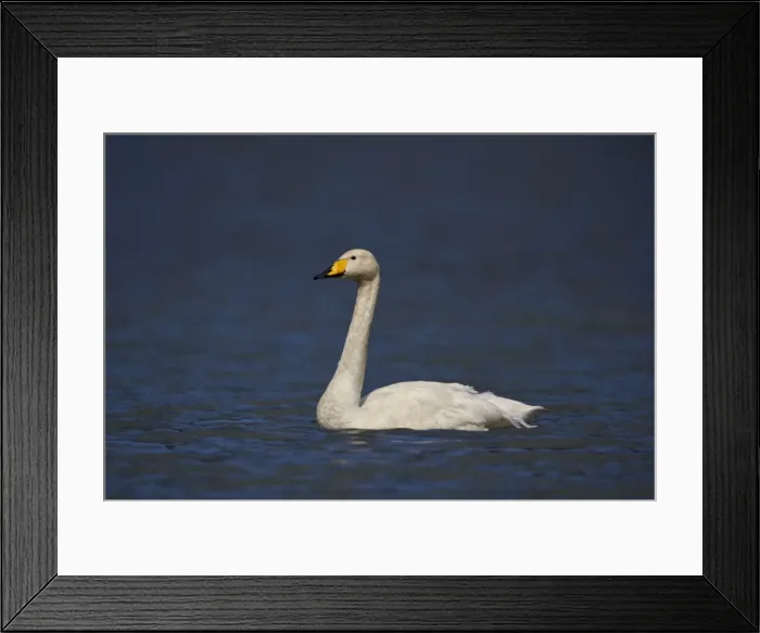 Framed Print : Whooper Swan (Cygnus cygnus) swimming, Iceland, Polar Regions Framed Print : Whooper Swan (Cygnus cygnus) swimming, Iceland, Polar Regions