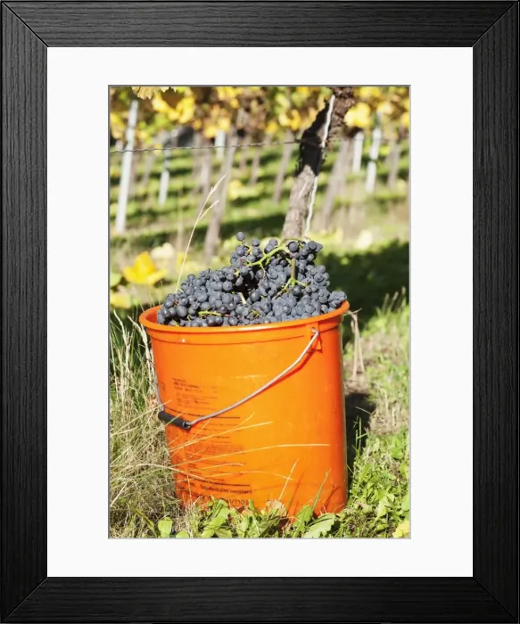 Framed Print : Bucket of wine grapes, Grape Harvest, Esslingen, Baden Wurttemberg, Germany Framed Print : Bucket of wine grapes, Grape Harvest, Esslingen, Baden Wurttemberg, Germany