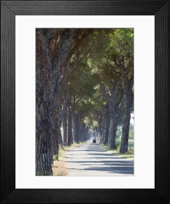 Framed Print : Pine tree lined road with small Piaggio three wheeled van travelling along it, Tuscany, Italy, Europe Framed Print : Pine tree lined road with small Piaggio three wheeled van travelling along it, Tuscany, Italy, Europe