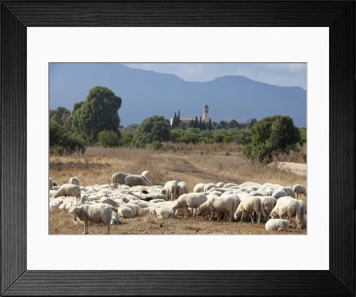 Framed Print : Flock of sheep near Pula, Cagliari Province, Sardinia, Italy, Mediterranean, Europe Framed Print : Flock of sheep near Pula, Cagliari Province, Sardinia, Italy, Mediterranean, Europe