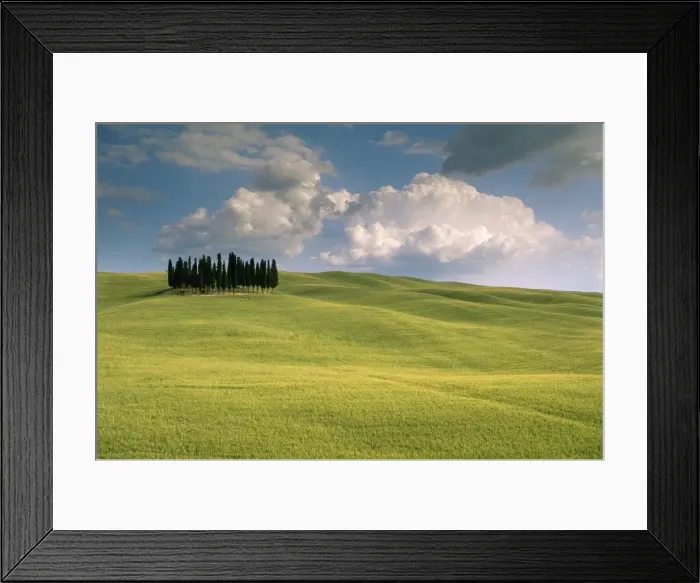 Framed Print : Group of cypress trees, Val d Orcia, UNESCO World Heritage Site, Siena Province, Tuscany, Italy, Europe Framed Print : Group of cypress trees, Val d Orcia, UNESCO World Heritage Site, Siena Province, Tuscany, Italy, Europe