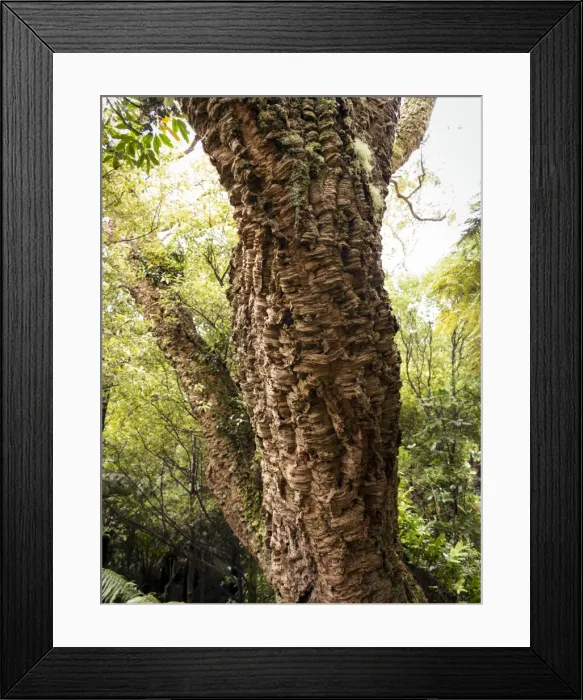 Framed Print : Cork oak tree (Quercus suber), Botanic Gardens, Wellington, North Island, New Zealand, Pacific Framed Print : Cork oak tree (Quercus suber), Botanic Gardens, Wellington, North Island, New Zealand, Pacific