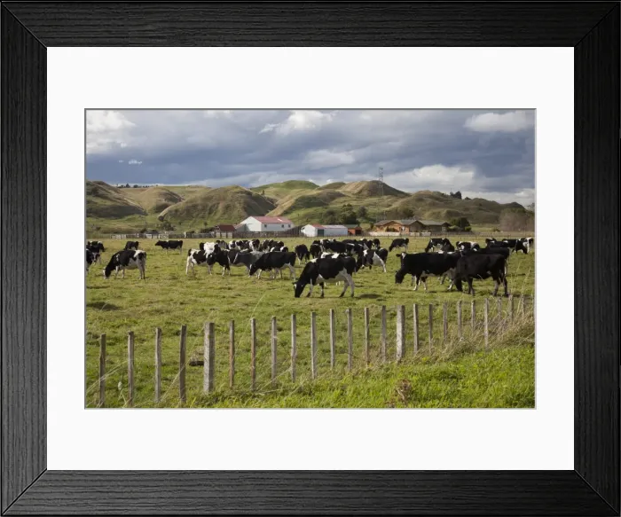 Framed Print : Friesian dairy cows, Turakina Valley near Whanganui, New Zealand, Pacific Framed Print : Friesian dairy cows, Turakina Valley near Whanganui, New Zealand, Pacific