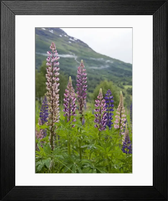 Framed Print : Pink and purple wild lupins (lupinus) in Olden, Norway, Scandinavia, Europe Framed Print : Pink and purple wild lupins (lupinus) in Olden, Norway, Scandinavia, Europe