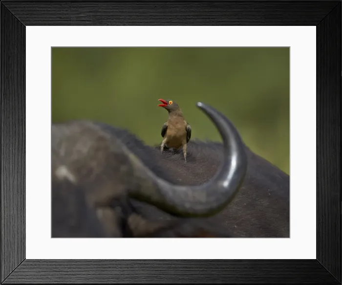 Framed Print : Red-billed Oxpecker (Buphagus erythrorhynchus), Kruger National Park, South Africa, Africa Framed Print : Red-billed Oxpecker (Buphagus erythrorhynchus), Kruger National Park, South Africa, Africa