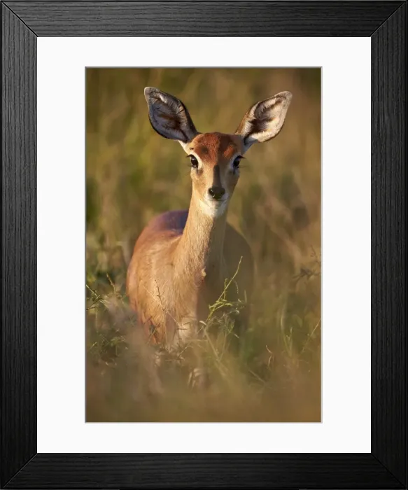 Framed Print : Female Steenbok (Raphicerus campestris), Kruger National Park, South Africa, Africa Framed Print : Female Steenbok (Raphicerus campestris), Kruger National Park, South Africa, Africa
