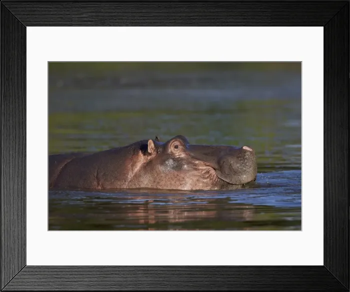 Framed Print : Hippopotamus (Hippopotamus amphibius), Kruger National Park, South Africa, Africa Framed Print : Hippopotamus (Hippopotamus amphibius), Kruger National Park, South Africa, Africa