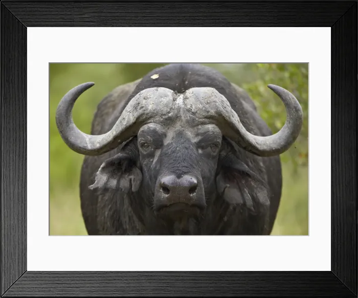 Framed Print : Cape Buffalo (African Buffalo) (Syncerus caffer), Kruger National Park, South Africa, Africa Framed Print : Cape Buffalo (African Buffalo) (Syncerus caffer), Kruger National Park, South Africa, Africa