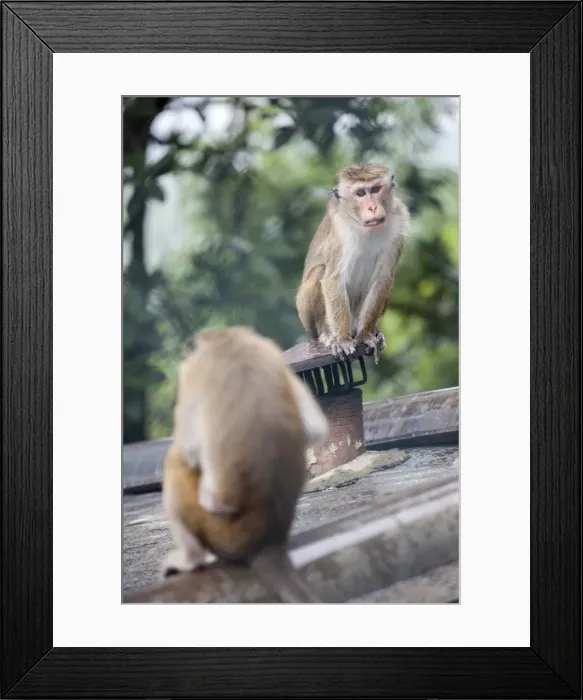 Framed Print : Monkeys, Royal Rock Temple, Dambulla, Sri Lanka, Asia Framed Print : Monkeys, Royal Rock Temple, Dambulla, Sri Lanka, Asia
