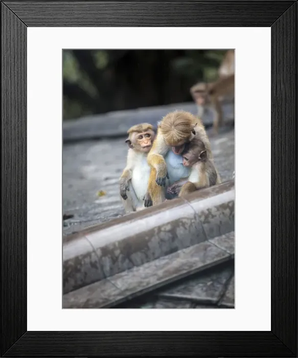 Framed Print : Mother and baby monkeys, Royal Caves, Dambulla, Sri Lanka, Asia Framed Print : Mother and baby monkeys, Royal Caves, Dambulla, Sri Lanka, Asia