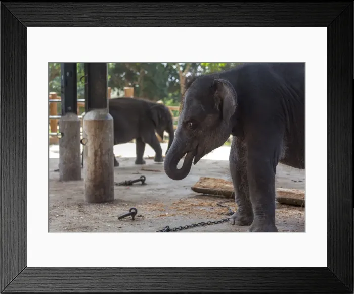 Framed Print : Baby elephants (Elephantidae) at the Pinnewala Elephant Orphanage, Sri Lanka, Asia Framed Print : Baby elephants (Elephantidae) at the Pinnewala Elephant Orphanage, Sri Lanka, Asia