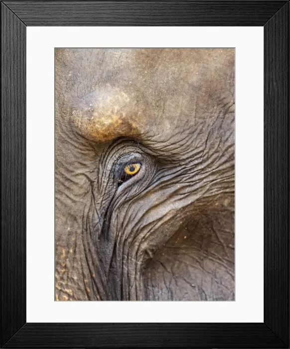 Framed Print : Close up of a adult elephants (Elephantidae) eye and crinkled skin, Pinnewala Elephant Orphanage, Sri Lanka, Asia Framed Print : Close up of a adult elephants (Elephantidae) eye and crinkled skin, Pinnewala Elephant Orphanage, Sri Lanka, Asia