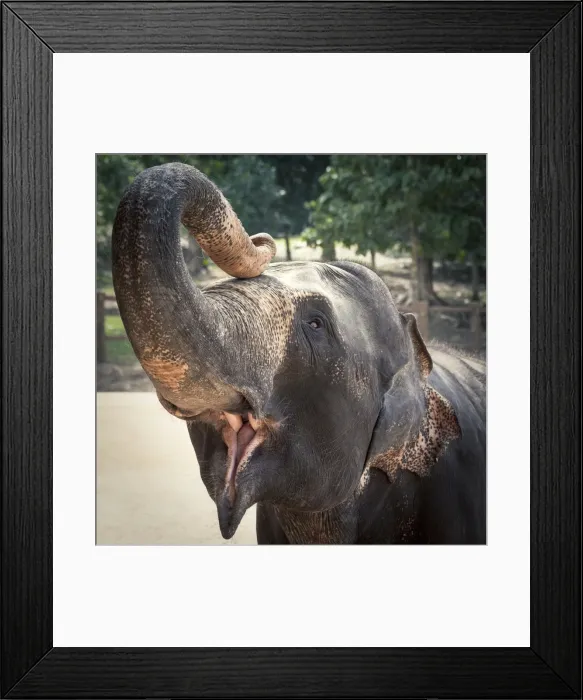 Framed Print : Elephant feeding at Pinnewala Elephant Orphanage, Sri Lanka, Asia Framed Print : Elephant feeding at Pinnewala Elephant Orphanage, Sri Lanka, Asia