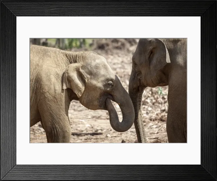 Framed Print : Juvenile elephants (Elephantidae) playing with their trunks, Pinnewala Elephant Orphanage, Sri Lanka, Asia Framed Print : Juvenile elephants (Elephantidae) playing with their trunks, Pinnewala Elephant Orphanage, Sri Lanka, Asia