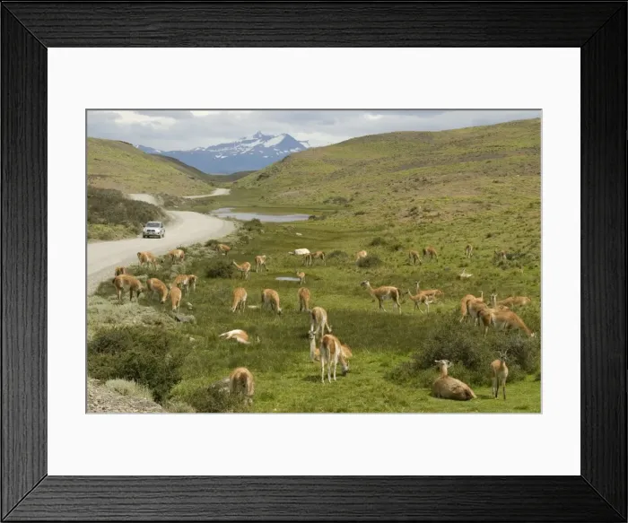Framed Print : Guanacos, Torres del Paine National Park, Patagonia, Chile, South America Framed Print : Guanacos, Torres del Paine National Park, Patagonia, Chile, South America
