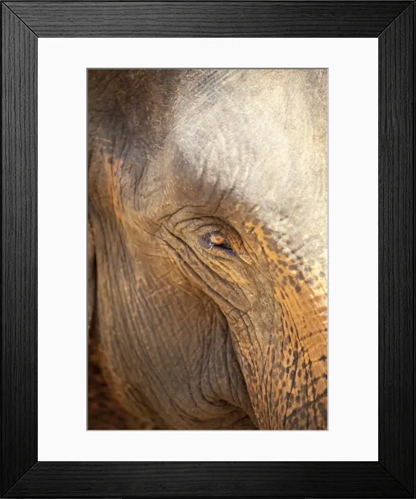 Framed Print : Close up of a adult elephants (Elephantidae) eye and crinkled skin, Pinnewala Elephant Orphanage, Sri Lanka, Asia Framed Print : Close up of a adult elephants (Elephantidae) eye and crinkled skin, Pinnewala Elephant Orphanage, Sri Lanka, Asia