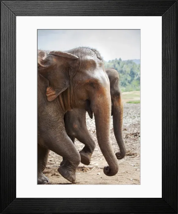 Framed Print : Adult elephants (Elephantidae) at the Pinnewala Elephant Orphanage, Sri Lanka, Asia Framed Print : Adult elephants (Elephantidae) at the Pinnewala Elephant Orphanage, Sri Lanka, Asia