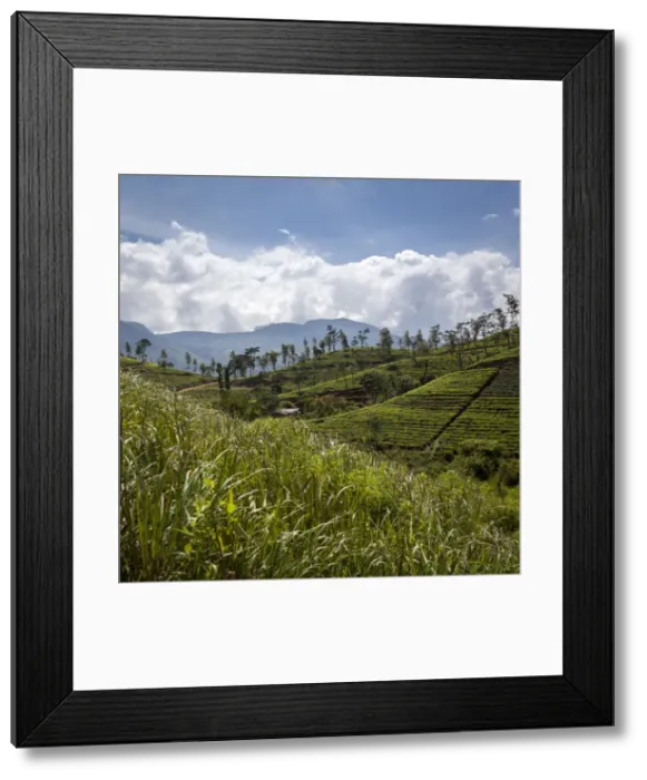 Framed Print : Tea plantations in the Hill Country, Sri Lanka, Asia Framed Print : Tea plantations in the Hill Country, Sri Lanka, Asia