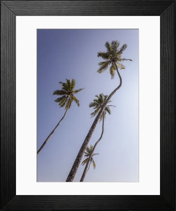 Framed Print : Palm trees, Talpe, Sri Lanka, Asia Framed Print : Palm trees, Talpe, Sri Lanka, Asia