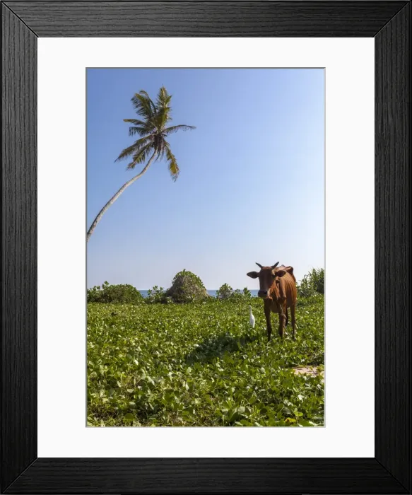 Framed Print : Cow and crane, who share a simbiotic relationship, Talpe, Sri Lanka, Asia Framed Print : Cow and crane, who share a simbiotic relationship, Talpe, Sri Lanka, Asia
