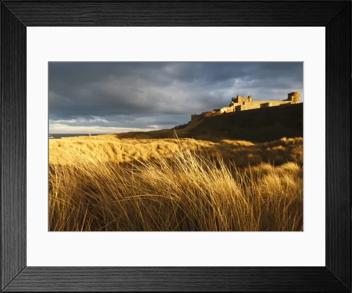 Framed Print : Bamburgh Castle and marram grass (ammophila arenaria) lit by golden evening light, Bamburgh, Northumberland, England, United Kingdom, Europe Framed Print : Bamburgh Castle and marram grass (ammophila arenaria) lit by golden evening light, Bamburgh, Northumberland, England, United Kingdom, Europe