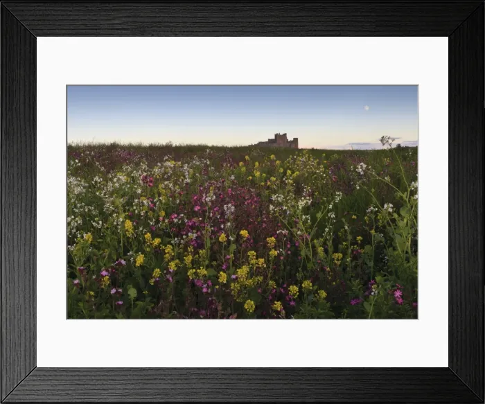 Framed Print : Wildflowers in the evening beneath Bamburgh Castle, Bamburgh, Northumberland, England Framed Print : Wildflowers in the evening beneath Bamburgh Castle, Bamburgh, Northumberland, England