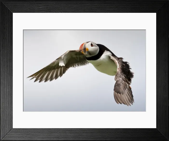 Framed Print : Puffin (Fratercula arctica) in flight during high winds with ruffled feathers, Farne Islands, Northumberland, England Framed Print : Puffin (Fratercula arctica) in flight during high winds with ruffled feathers, Farne Islands, Northumberland, England