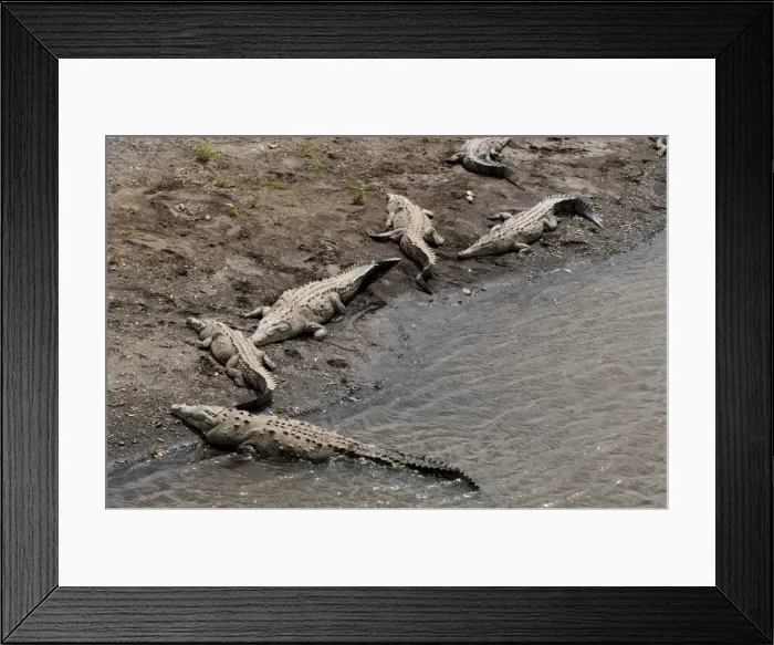 Framed Print : American Crocodiles (Crocodylus acutus), Rio Tarcoles, Carara Wildlife Refuge, Costa Rica, Central America Framed Print : American Crocodiles (Crocodylus acutus), Rio Tarcoles, Carara Wildlife Refuge, Costa Rica, Central America