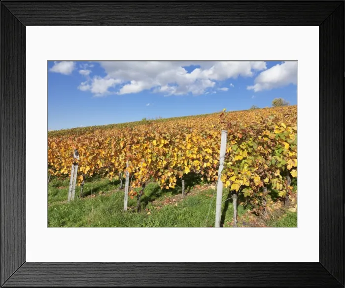 Framed Print : Vineyards in autumn, Esslingen, Baden Wurttemberg, Germany, Europe Framed Print : Vineyards in autumn, Esslingen, Baden Wurttemberg, Germany, Europe