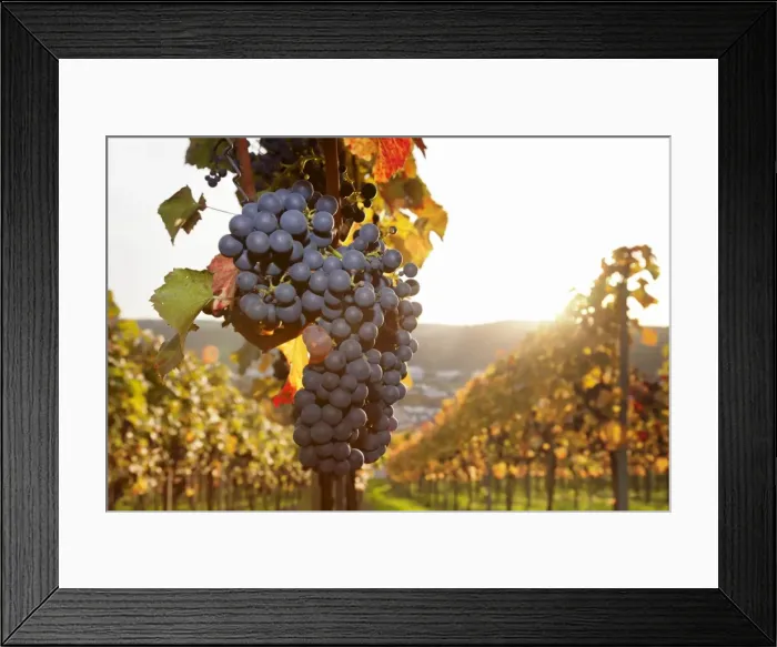 Framed Print : Vineyards with red wine grapes in autumn at sunset, Esslingen, Baden Wurttemberg, Germany, Europe Framed Print : Vineyards with red wine grapes in autumn at sunset, Esslingen, Baden Wurttemberg, Germany, Europe
