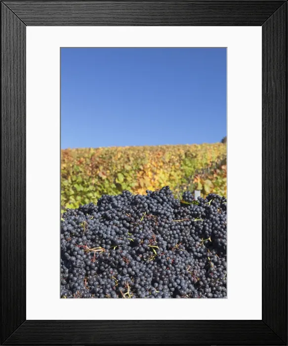 Framed Print : Red wine grapes with colourful vineyards in autumn, grape harvest, Uhlbach, Stuttgart, Baden Wurttemberg, Germany, Europe Framed Print : Red wine grapes with colourful vineyards in autumn, grape harvest, Uhlbach, Stuttgart, Baden Wurttemberg, Germany, Europe