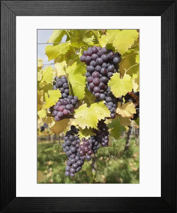 Framed Print : Red wine grapes in autumn, Uhlbach, Stuttgart, Baden Wurttemberg, Germany, Europe Framed Print : Red wine grapes in autumn, Uhlbach, Stuttgart, Baden Wurttemberg, Germany, Europe