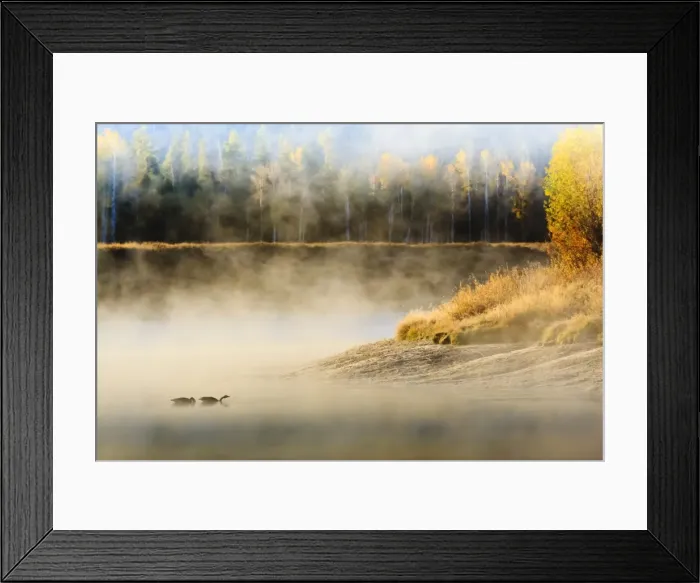 Framed Print : Wildfowl on Snake River surrounded by a cold dawn mist, autumn (fall), Grand Teton National Park, Wyoming, United States of America, North America Framed Print : Wildfowl on Snake River surrounded by a cold dawn mist, autumn (fall), Grand Teton National Park, Wyoming, United States of America, North America