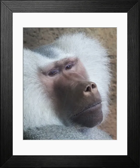 Framed Print : Hamadryas baboon, Hawaii, United States of America, Pacific Framed Print : Hamadryas baboon, Hawaii, United States of America, Pacific