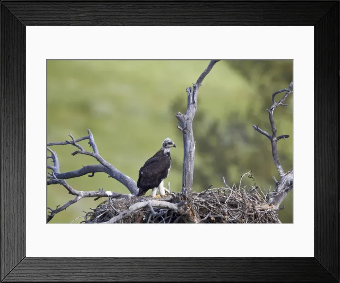 Framed Print : Golden Eagle (Aquila chrysaetos) chick about 50 days old, Stillwater County, Montana, United States of America, North America