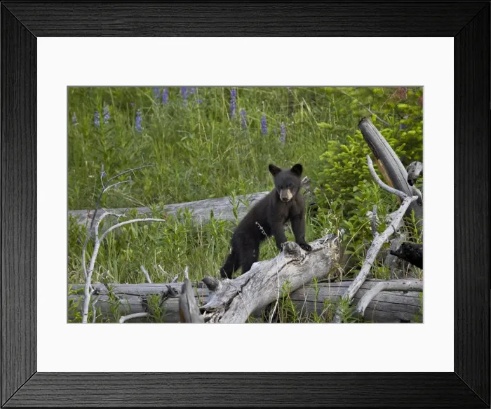 Framed Print : Black Bear (Ursus americanus) cub of the year, Yellowstone National Park, Wyoming, United States of America, North America Framed Print : Black Bear (Ursus americanus) cub of the year, Yellowstone National Park, Wyoming, United States of America, North America