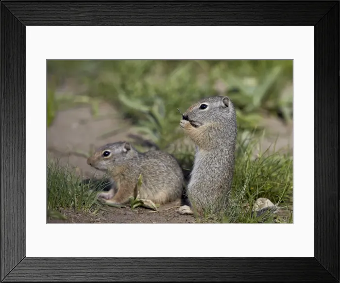 Framed Print : Young Uinta Ground Squirrel (Urocitellus armatus), Yellowstone National Park, Wyoming, United States of America, North America Framed Print : Young Uinta Ground Squirrel (Urocitellus armatus), Yellowstone National Park, Wyoming, United States of America, North America