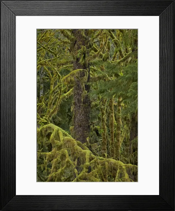Framed Print : Moss-covered branches in the rainforest, Olympic Experimental State Forest, Washington, United States of America, North America Framed Print : Moss-covered branches in the rainforest, Olympic Experimental State Forest, Washington, United States of America, North America