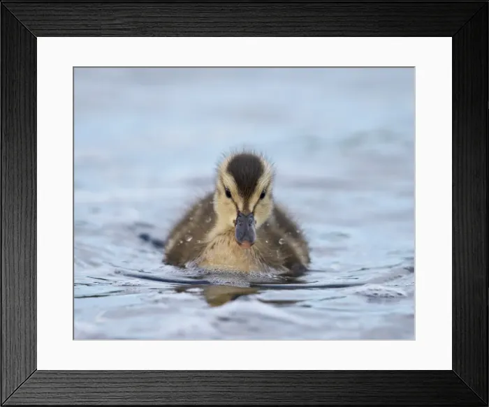Framed Print : Gadwall (Anas strepera) duckling swimming, Lake Myvatn, Iceland Framed Print : Gadwall (Anas strepera) duckling swimming, Lake Myvatn, Iceland