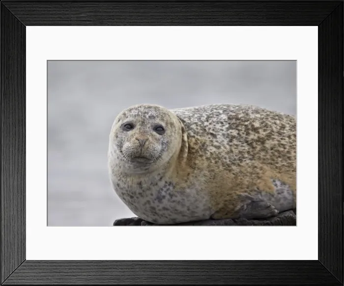 Framed Print : Harbor Seal (Common Seal) (Phoca vitulina), Iceland, Polar Regions Framed Print : Harbor Seal (Common Seal) (Phoca vitulina), Iceland, Polar Regions