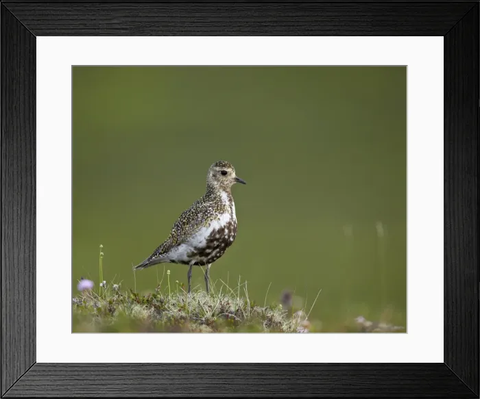 Framed Print : European Golden Plover (Pluvialis apricaria), Lake Myvatn, Iceland, Polar Regions Framed Print : European Golden Plover (Pluvialis apricaria), Lake Myvatn, Iceland, Polar Regions