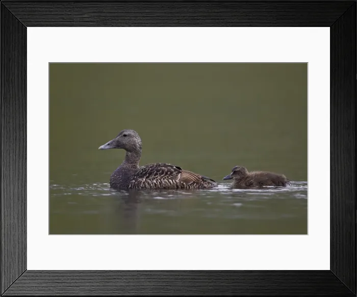 Framed Print : Common Eider (Somateria mollissima) female and chick, Iceland, Polar Regions Framed Print : Common Eider (Somateria mollissima) female and chick, Iceland, Polar Regions