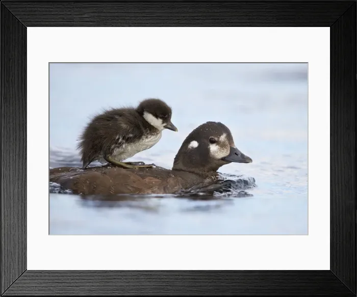Framed Print : Harlequin Duck (Histrionicus histrionicus) duckling riding on its mothers back, Lake Myvatn, Iceland, Polar Regions Framed Print : Harlequin Duck (Histrionicus histrionicus) duckling riding on its mothers back, Lake Myvatn, Iceland, Polar Regions