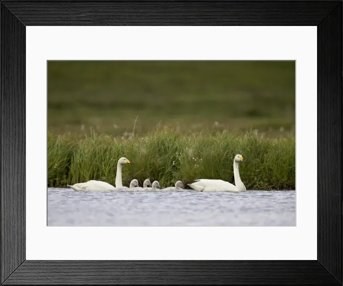 Framed Print : Whooper Swan (Cygnus cygnus) and four cygnets swimming, Iceland, Polar Regions Framed Print : Whooper Swan (Cygnus cygnus) and four cygnets swimming, Iceland, Polar Regions
